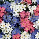 150 Forget Me Not Seeds MIX Perennial Early Blooms Pollinators Seeds