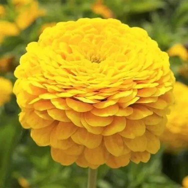Zinnia CANARY BIRD Fresh Blooms Cut-Flowers Butterflies 200 Seeds