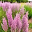 Purple Love Grass Seeds (E. spectablis) | Flowering 500 SEEDS