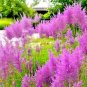 Purple Love Grass Seeds (E. spectablis) | Flowering 500 SEEDS