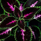 Authentic Coleus 20 seeds Rare color pink Black Green flower