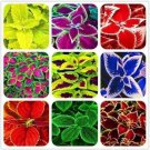 Authentic Mixed Colors Coleus 25 Seeds Beautiful Flower