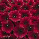 Supertunia' Red Petunia Flower Seeds - 25 Seeds for planting