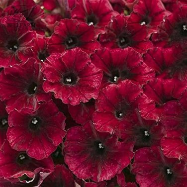 Supertunia' Red Petunia Flower Seeds - 25 Seeds for planting