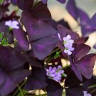 Purple Shamrock 8 Bulbs Oxalis Triangularis Organic Bulbs Plants USA