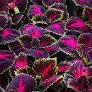 Kong Red Giant Coleus 50 Seeds Coleus Garden Flower