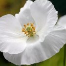 POPPY, PAPAVER RHOEAS, SILK DEER RESISTANT FLOWER 100 SEEDS