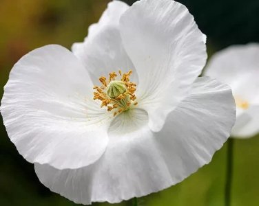 POPPY, PAPAVER RHOEAS, SILK DEER RESISTANT FLOWER 100 SEEDS