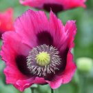 Turkish Blue Poppy 1000 Seeds P. Somniferum Large Purple To Red Blooms