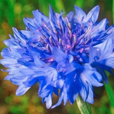 FIELD OF DREAMS Red White & Blue Flowers Poppy Chamomile 1000 Seeds