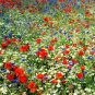 FIELD OF DREAMS Red White & Blue Flowers Poppy Chamomile 1000 Seeds