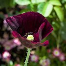 AFTER MIDNIGHT POPPY Darkest Purple Papaver Flower 250 Seeds