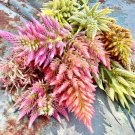100 Seeds Vintage Rose Plume Mix Celosia