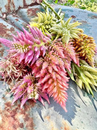 100 Seeds Vintage Rose Plume Mix Celosia
