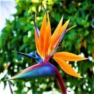 Bird of Paradise 20 Seeds Strelitzia Reginae Beautiful Flower Plant