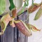 100 seeds Nepenthes mirabilis Seeds Mixed Grow Your Own Exotic Carnivorous Pitcher Plants