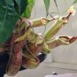 100 seeds Nepenthes mirabilis Seeds Mixed Grow Your Own Exotic Carnivorous Pitcher Plants