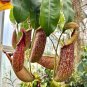 100 seeds Nepenthes mirabilis Seeds Mixed Grow Your Own Exotic Carnivorous Pitcher Plants