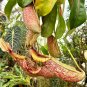 100 seeds Nepenthes mirabilis Seeds Mixed Grow Your Own Exotic Carnivorous Pitcher Plants