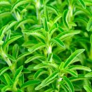 Stevia rebaudiana Seeds Non-GMO Natural Sweet Herb Sugar Substitute Plant