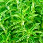 Stevia rebaudiana Seeds Non-GMO Natural Sweet Herb Sugar Substitute Plant