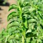 Stevia rebaudiana Seeds Non-GMO Natural Sweet Herb Sugar Substitute Plant