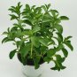 Stevia rebaudiana Seeds Non-GMO Natural Sweet Herb Sugar Substitute Plant