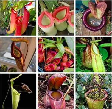 Rare Rajah Nepenthes Plant Seed Carnivorous Plant - (Color: mixed)