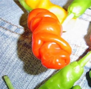 Penis Chili Red Peter Pepper Seed The Most Funny Peppers (Color: 1)