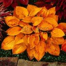 Hosta Seed Perennials Beautiful Lily Flower (Color: 10)