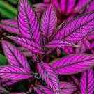 Colorful Indoor Flower Plantas Coleus Genus Planting Potted DIY Decor for Home Garden