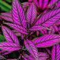 Colorful Indoor Flower Plantas Coleus Genus Planting Potted DIY Decor for Home Garden