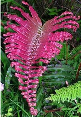 Japanese Rare Creeper Boston Fern Seed Vines Grass Foliage