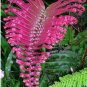 Japanese Rare Creeper Boston Fern Seed Vines Grass Foliage