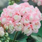 Geranium Seed Apple Blossom Rosebud Pelargonium Potted Balcony