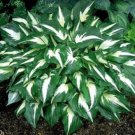 hosta Seed Flower for Home Garden Plant Pot Perennial herb