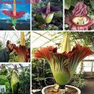 Corpse Flower Plant Seeds, Mixed