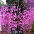 Multi Color Dendrobium Orchids Seed