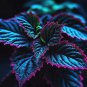 20 Coleus seeds Rare color Blue Black Green flower plant lawn