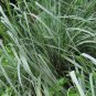 LEMONGRASS 400+ SEEDS LEMON GRASS MOSQUITO INSECT REPELLENT FRESH NON-GMO USA