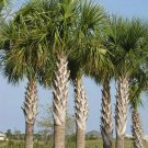 Sabal Palm Tree, Cabbage Palm, Sabal palmetto 10 Fresh Seeds