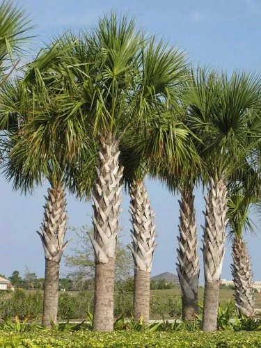 Sabal Palm Tree, Cabbage Palm, Sabal palmetto 10 Fresh Seeds
