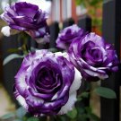 20pcs Rare Purple and White Twin Rose Seeds