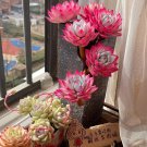 100pcs Mixed Colorful Succulents Witchford Lithops Seeds Garden plant