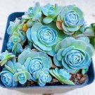 Blue Succulents Witchford Lithops Seeds, Cactus Seeds, 100pcs/pack