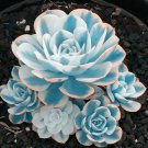 Blue White Succulents Witchford Lithops Seeds, Cactus Seeds, 100pcs/pack