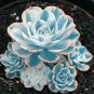 Blue White Succulents Witchford Lithops Seeds, Cactus Seeds, 100pcs/pack