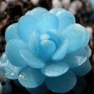 Rare Succulent Lithop Seeds 100PCs/Pack