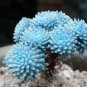 Rare Succulent Lithop Seeds 100PCs/Pack