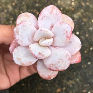 Rare Succulent, Echeveria Laui Seeds Pink 100PCs/Pack Seeds
